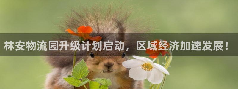 多多28官方官网：林安物流园升级计划