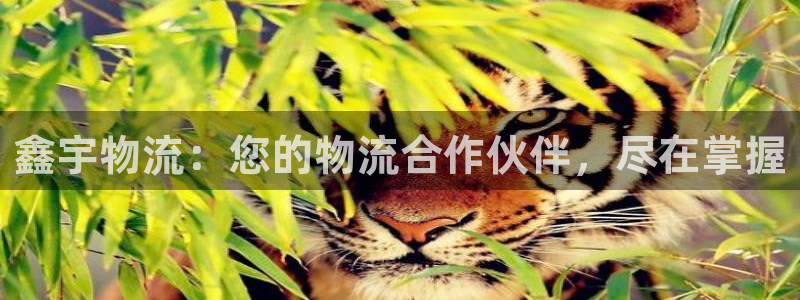 多多28黑款：鑫宇物流：您的物流合作