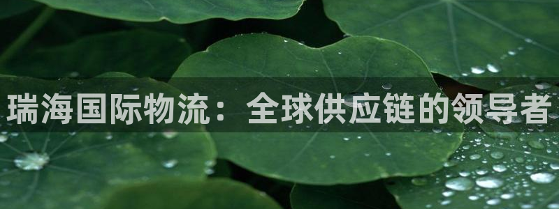 多多28注册步骤：瑞海国际物流：全球